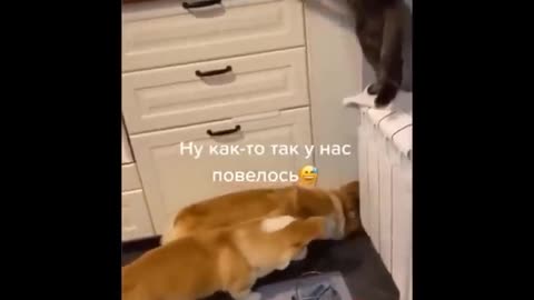 Funny cat video compilation part 2