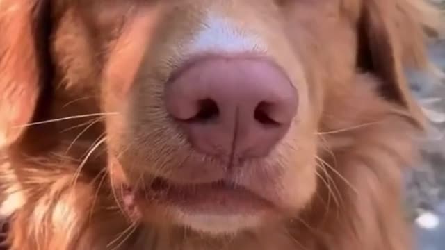 Animals are close friends