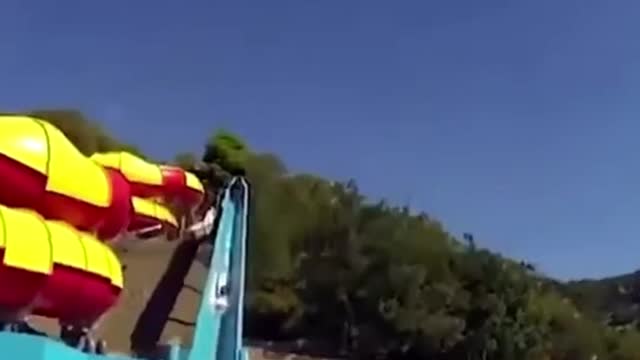 here is the bird