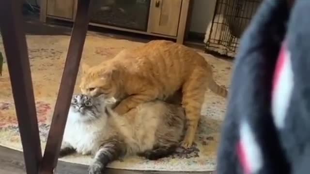 disturbing the relationship