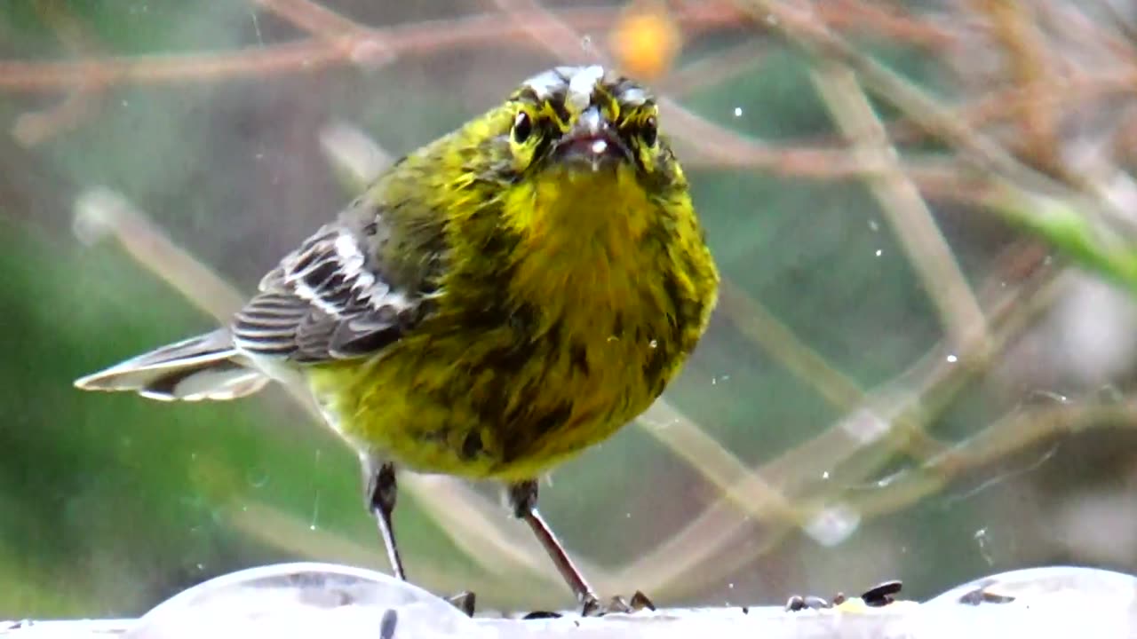 Pine Warbler