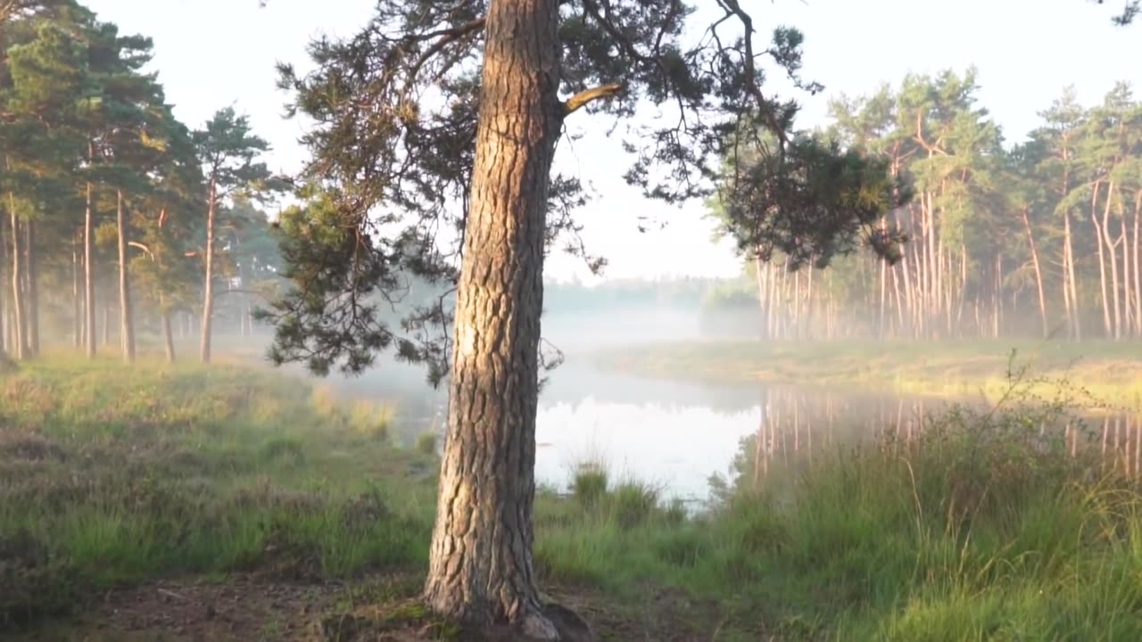 No Copyright Background Nature Video