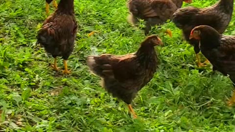 Young Chickens in the Orchard Blue Lace Wyandotte & Rudd Ranger 🐓