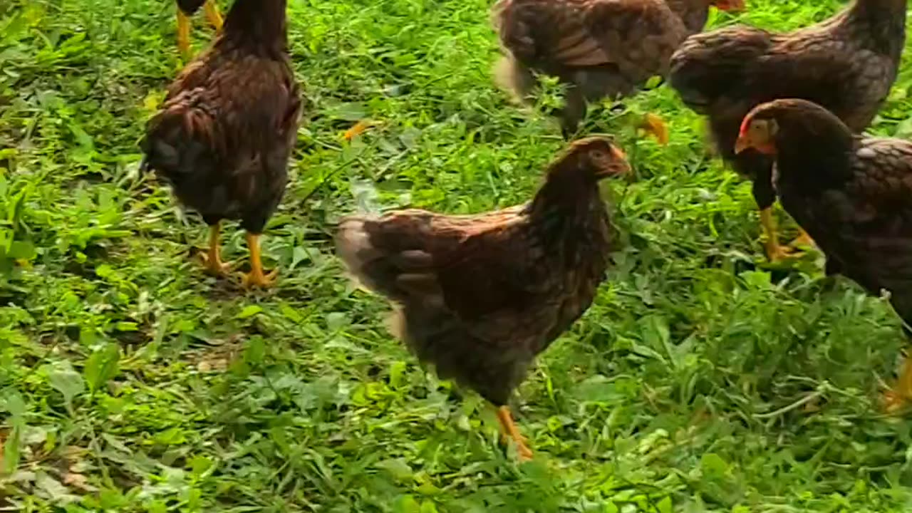 Young Chickens in the Orchard Blue Lace Wyandotte & Rudd Ranger 🐓