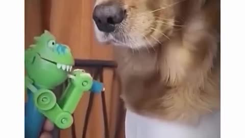 🤣😹 wait till the end 🤣 Funny animal videos. 😹🤣