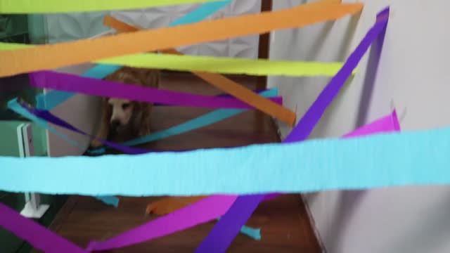 Crepe Paper Hallway Obstacle Course CAT vs DOG- Our Pets 🐶