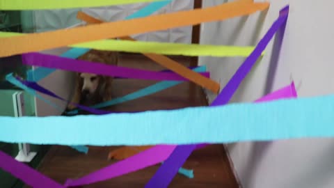 Crepe Paper Hallway Obstacle Course CAT vs DOG- Our Pets 🐶