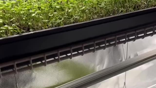 Microgreens under HLG beams