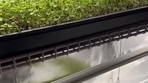 Microgreens under HLG beams