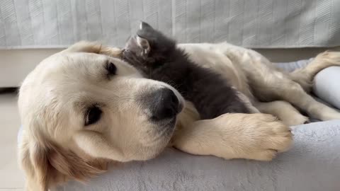 Golden Retriever Reaction to a Tiny Kitten Occupying her Bed