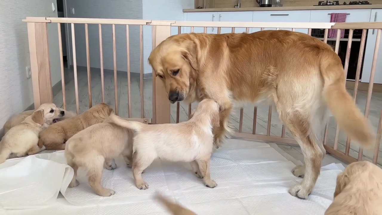 Golden Dog and Puppies