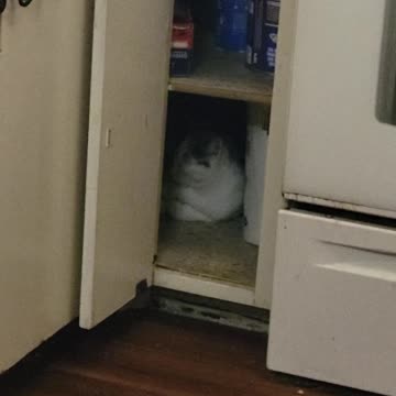 Our new friend Lokie