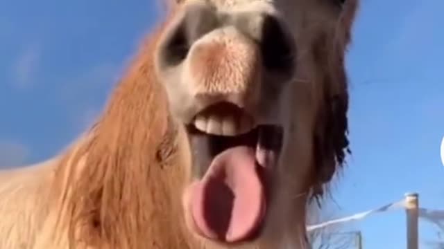 Singing animals