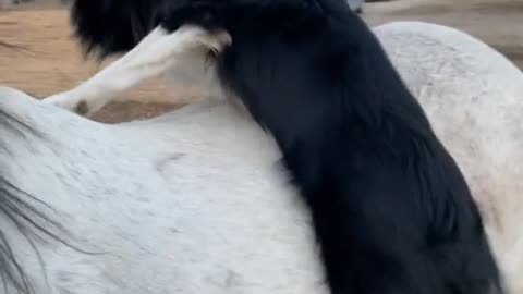 Dog is Ready for Horseback Ride