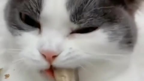 eat every day 😸😸