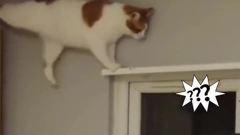 Hopeless cat 😺 funny 😂🤣 moment | funny moments | Cats 😂😂