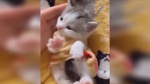 Funny Cat Video