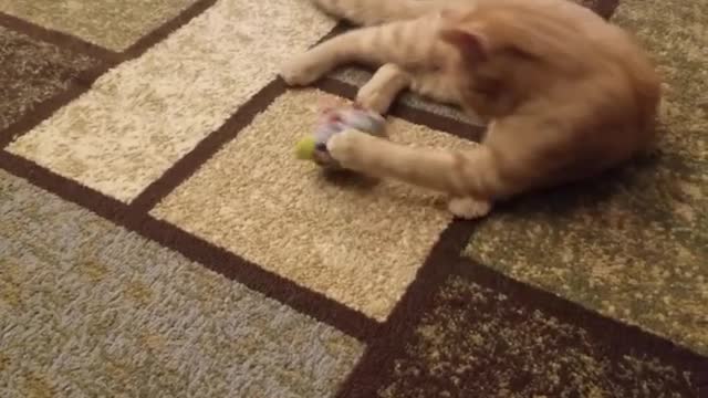 Kitten gets platypus stuck to his paw