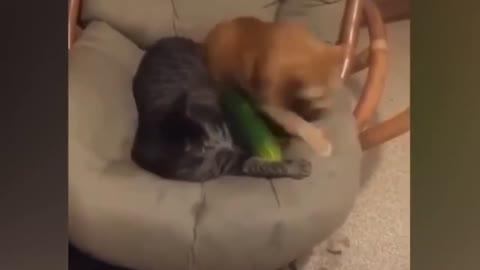 Cucumbers Scare The Life Out Of Cats - Cats vs Cucumbers funny video enjoy