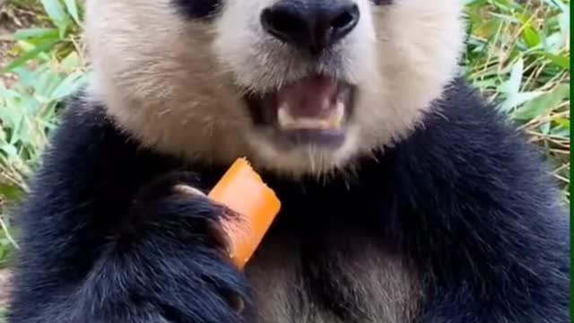 looks delicious😋🐼