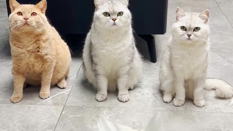 Funny Cats Game