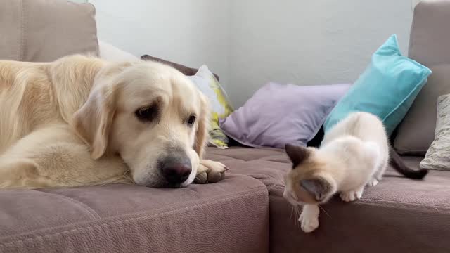 Golden Retriever and Kitten Play as Best Friends!