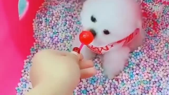 cute and funny dog video