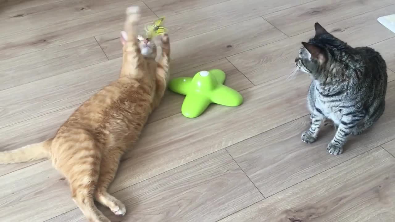 Funny Cats
