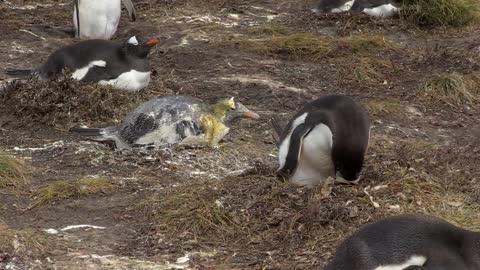 Learn how much penguins can poop!