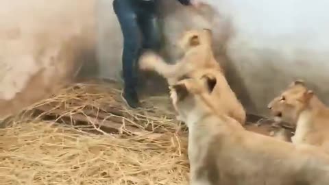 Man and Lions Together