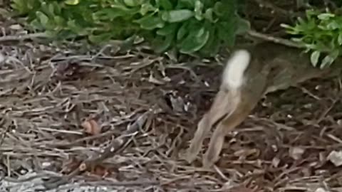 A Rabbit 🐇 Spotting in Beach|Nature 🌿🍃🌳🌱 ⛱️🏖️