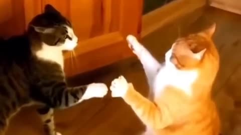 Cat video cute cats and kittens 😺