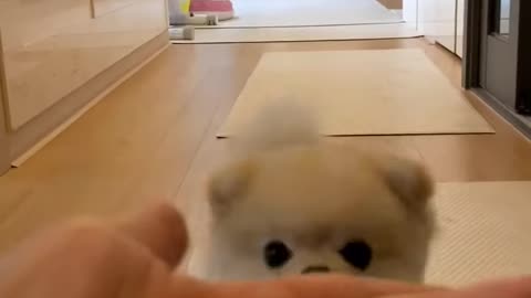 Cute dog 🐕