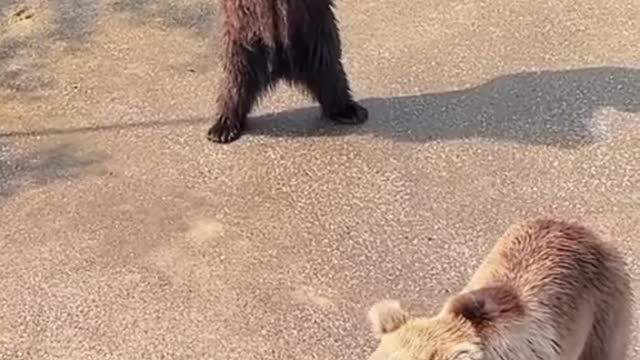 Bear ask for treats