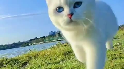 Cute Cat Royal Walking