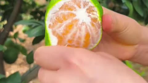 Green tangerines are so fresh and so juicy - For fruit lovers #fruitcutting