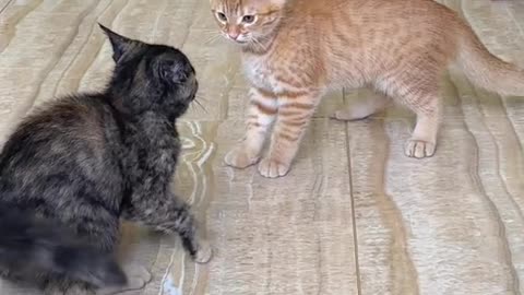 Cute 😻😍 cats