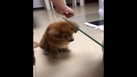 Funny pets video