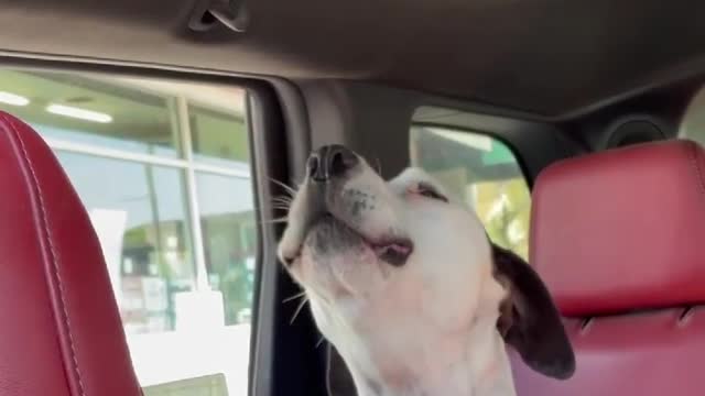 Pup howls every time she hears a firetruck siren