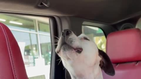 Pup howls every time she hears a firetruck siren