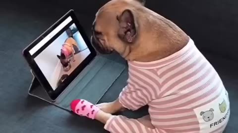 Cute Dog watching a video