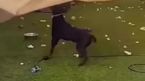 Funny Animal Video Funniest Viral Puppy Cat clips