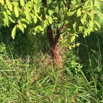 Paperbark maple trees at Highland Hill Farm near Philadelphia