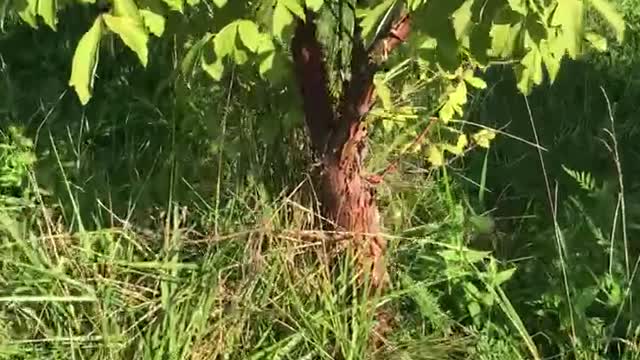 Paperbark maple trees at Highland Hill Farm near Philadelphia