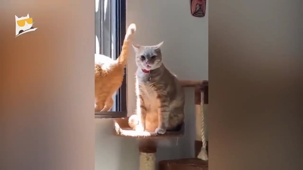 Funniest Animal 2023-Funniest Cats Video