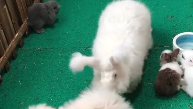 The Pomeranian Angora rabbit