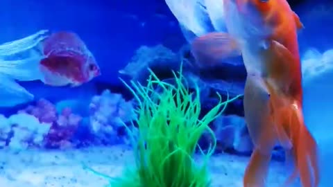 Aquarium colour fish