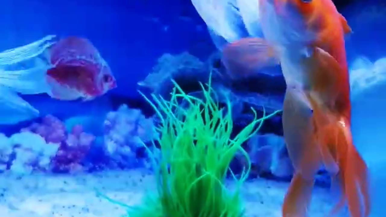 Aquarium colour fish