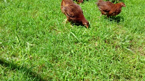 Month old ducklings