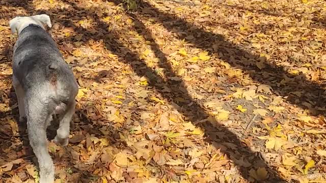 Bentley and Cooper run around pt. 2